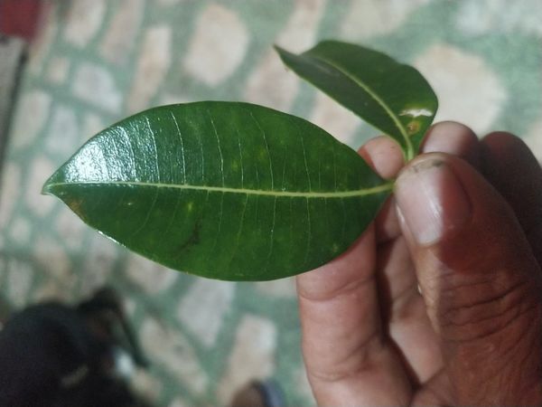 Identificação da planta Serralha por foto